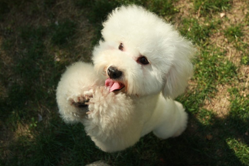 bichon frisè