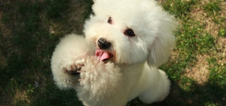 Bichon Frisè