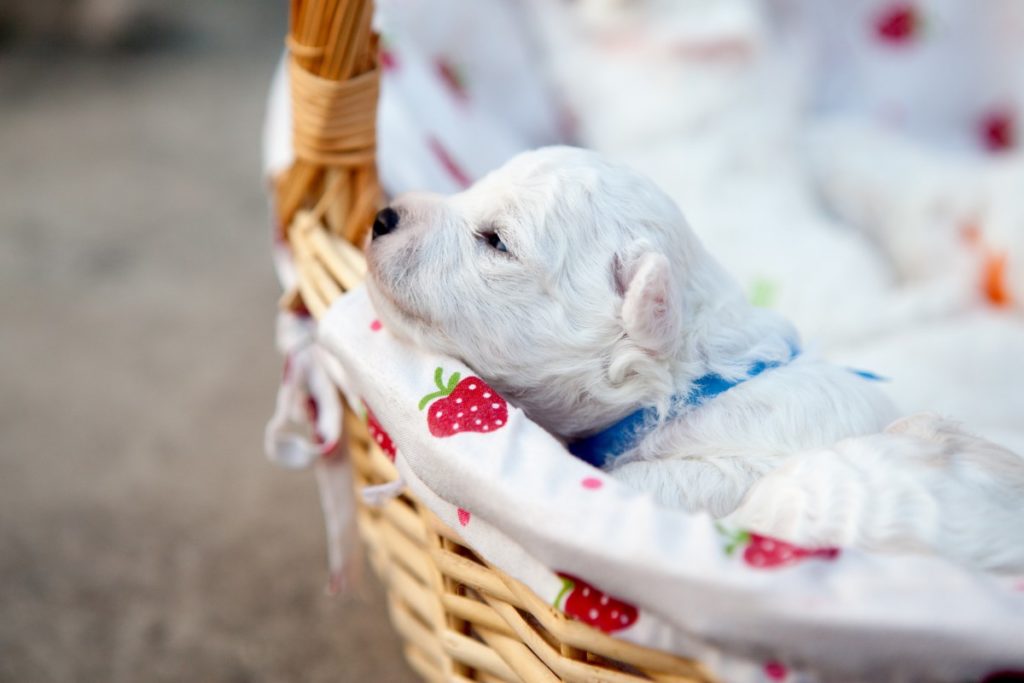 cucciolino di Bichon Frisè