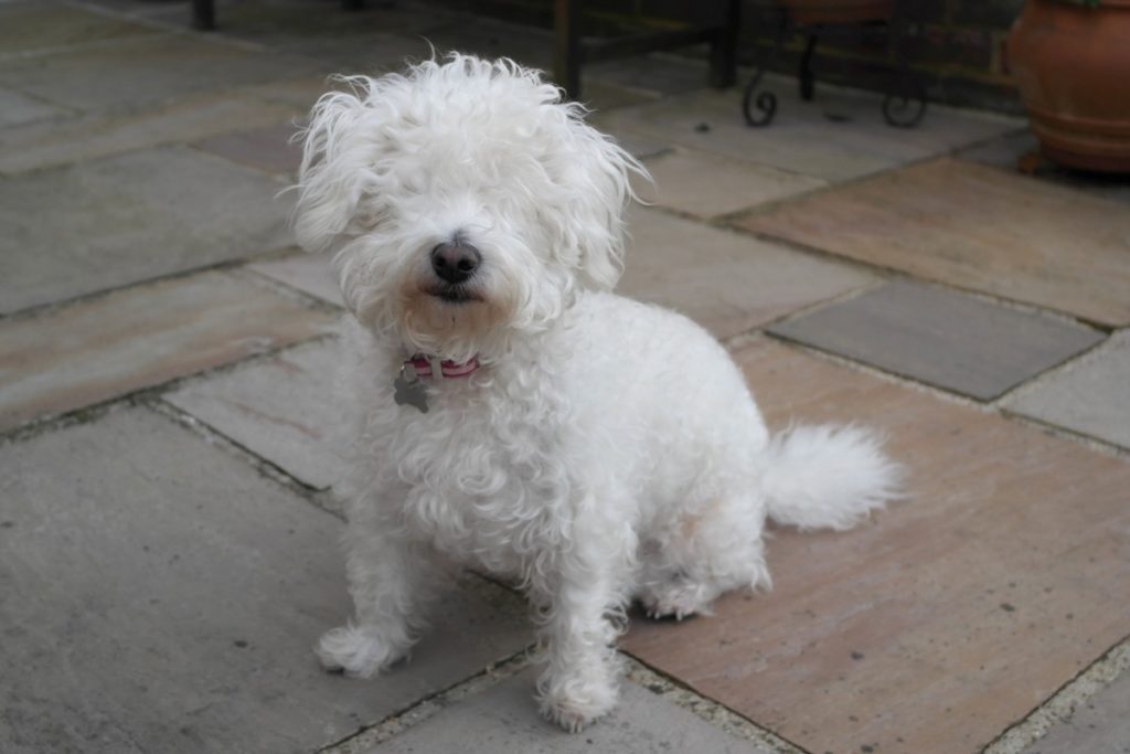 Bichon Frisè