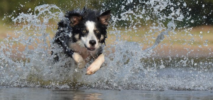 border collie