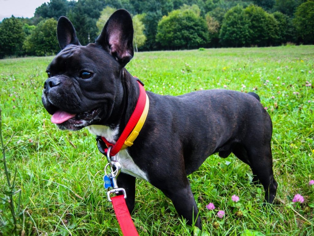 Bouledogue francese