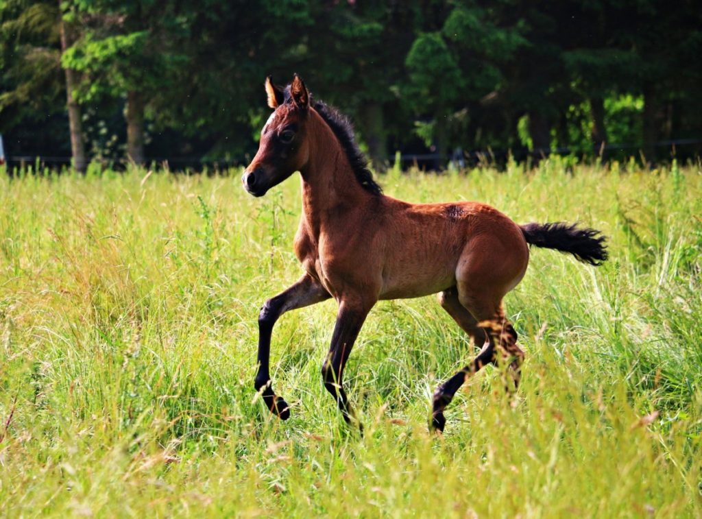 puledro cavallo arabo