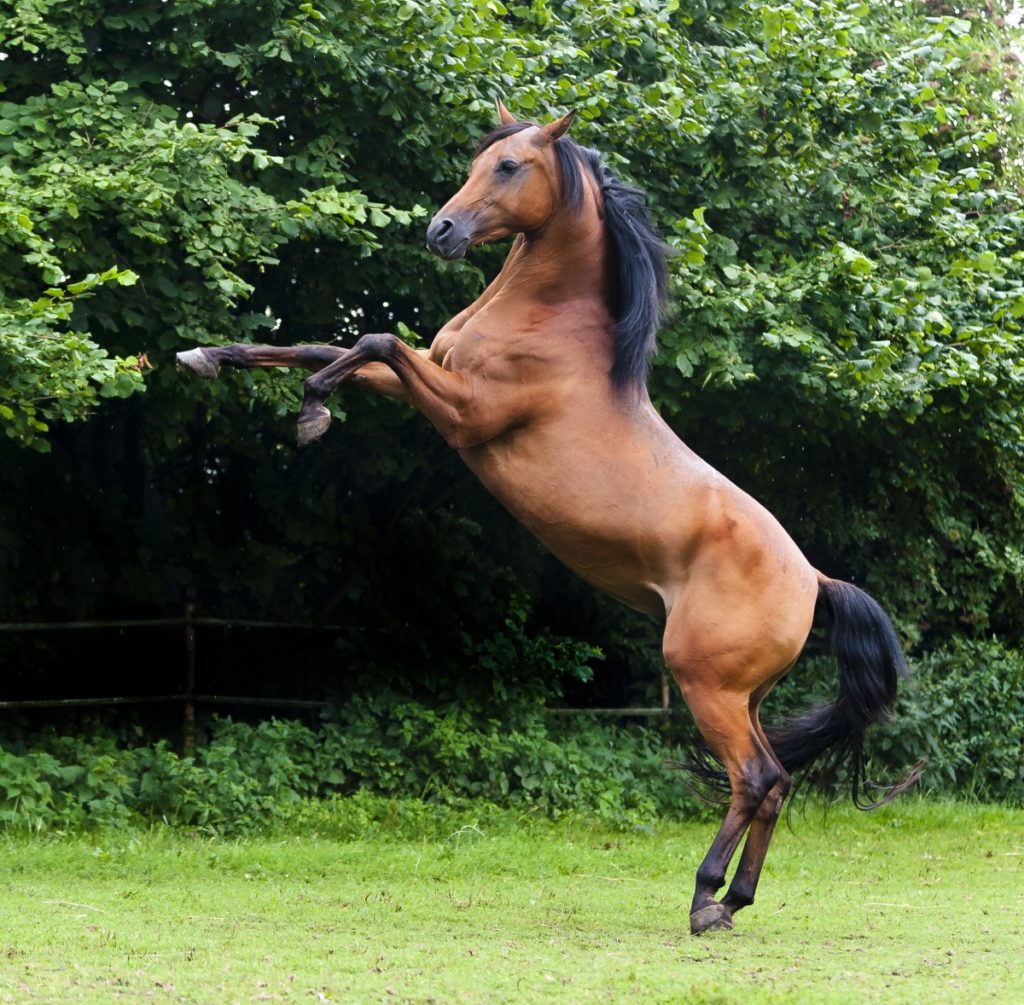cavallo arabo