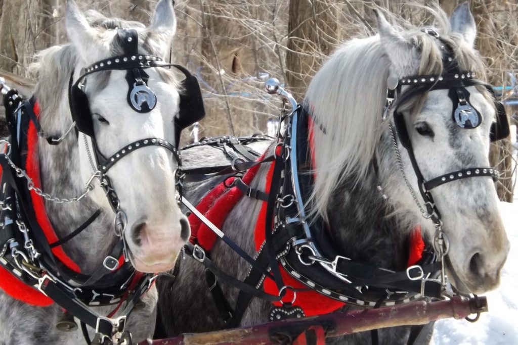 Cavallo Belga sulla neve