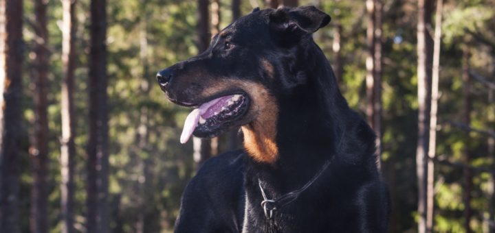 beauceron