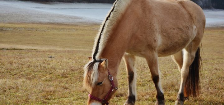 Fjord pony