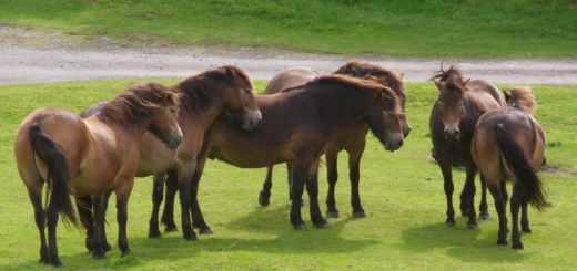 Gotland pony allo stato semi brado