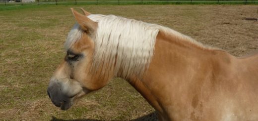 testa di Haflinger