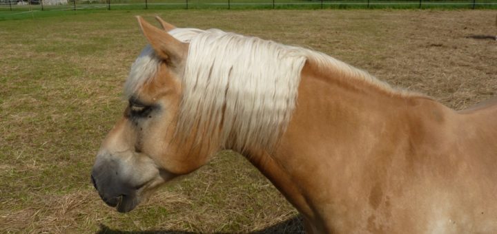 testa di Haflinger