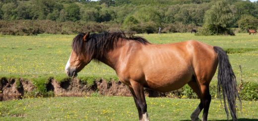 New Forest Pony