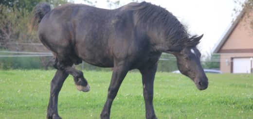 Cavallo Percheron