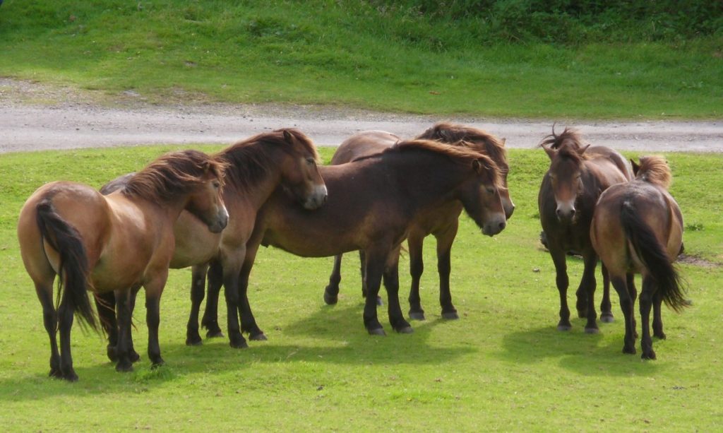 branco di Exmoor Pony