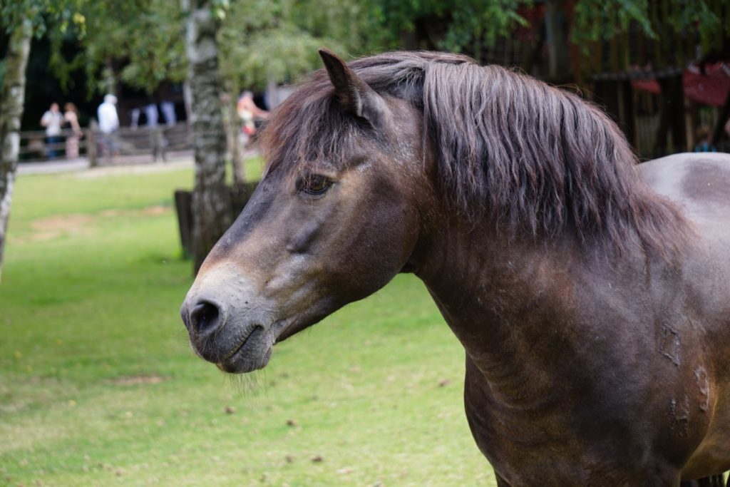 testa di Exmoor Pony