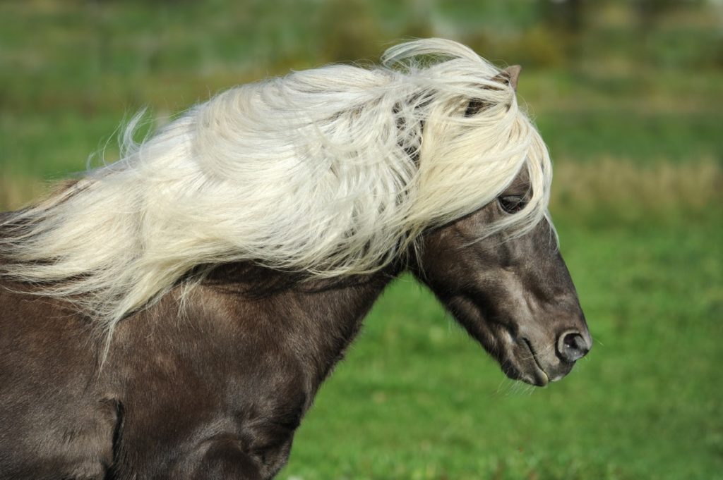 testa pony Islandese
