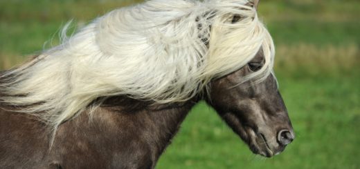pony islandese