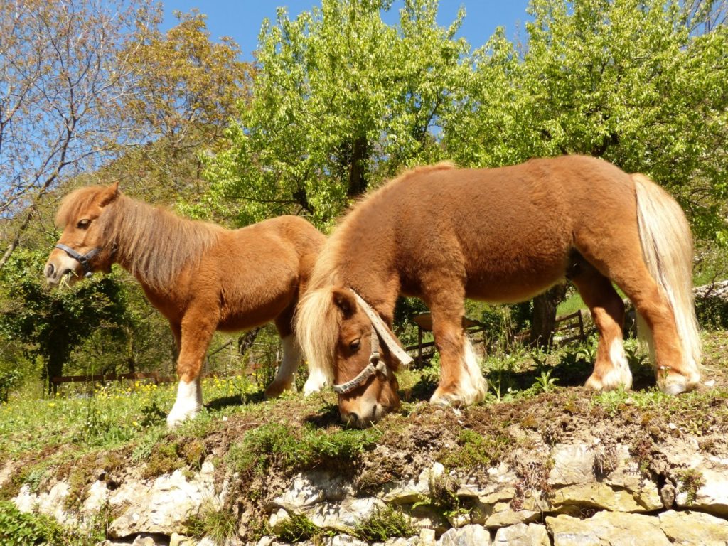 Pony Shetland