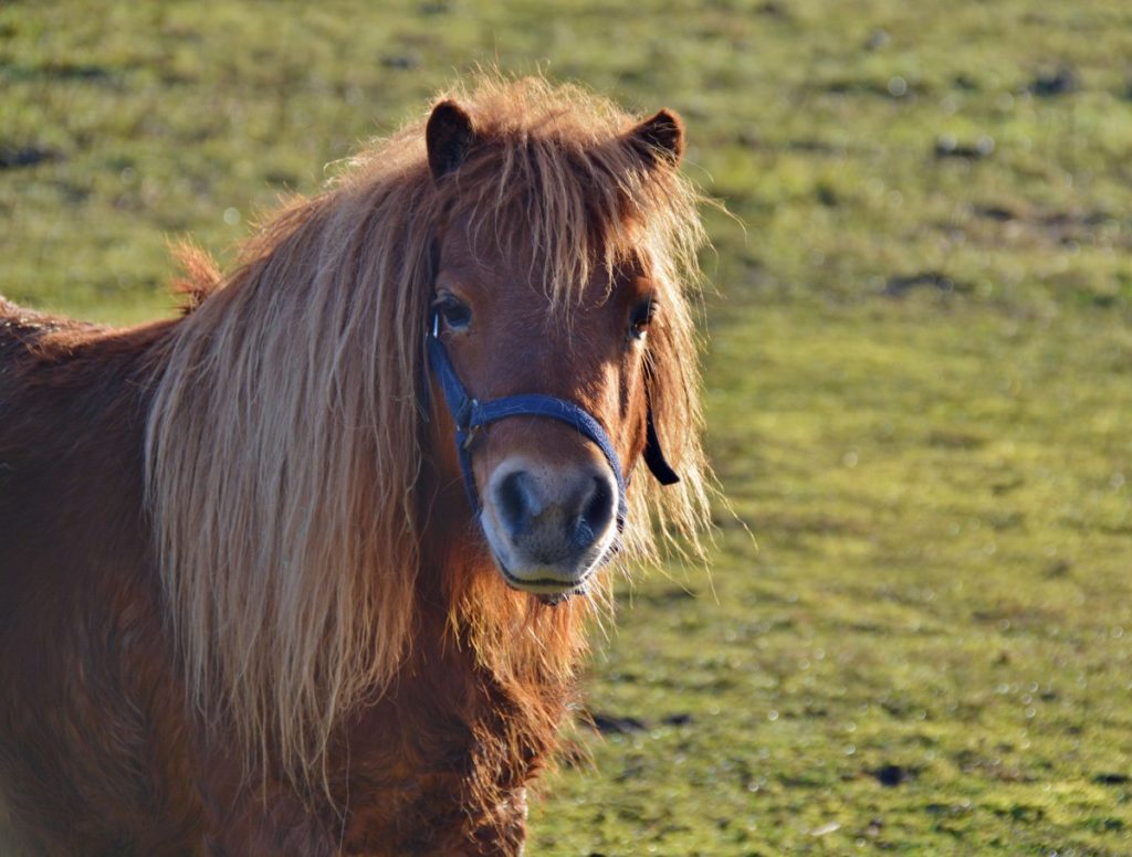 testa Pony Shetland