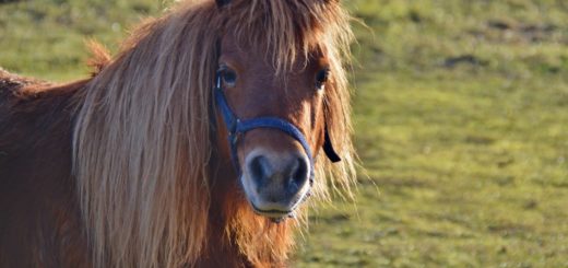Pony Shetland