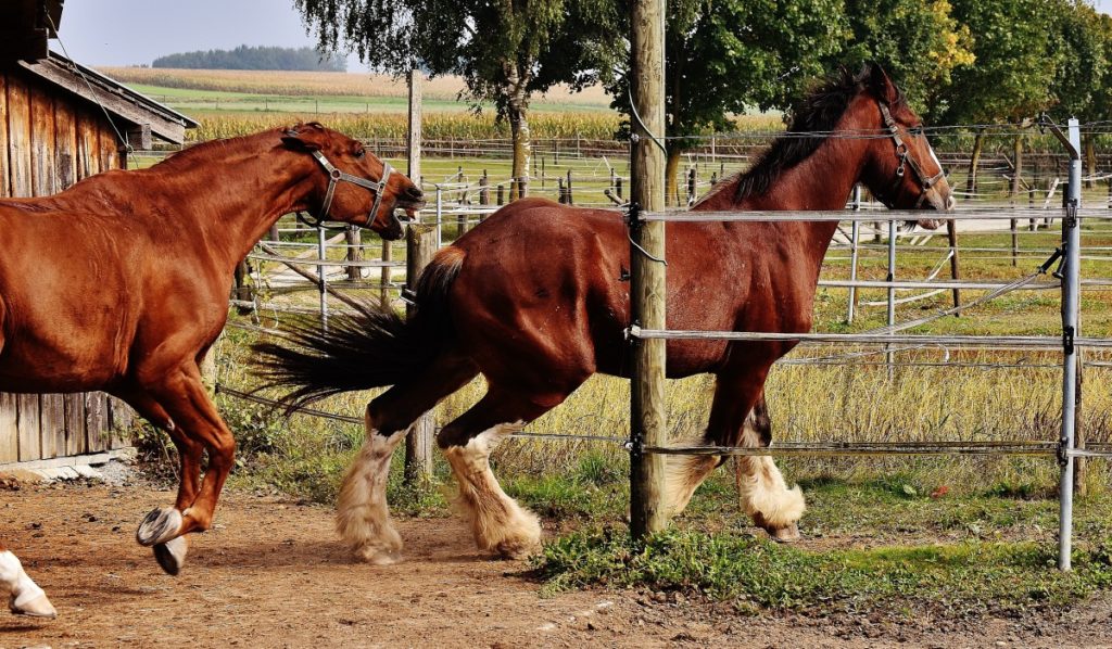 coppia di cavalli shire