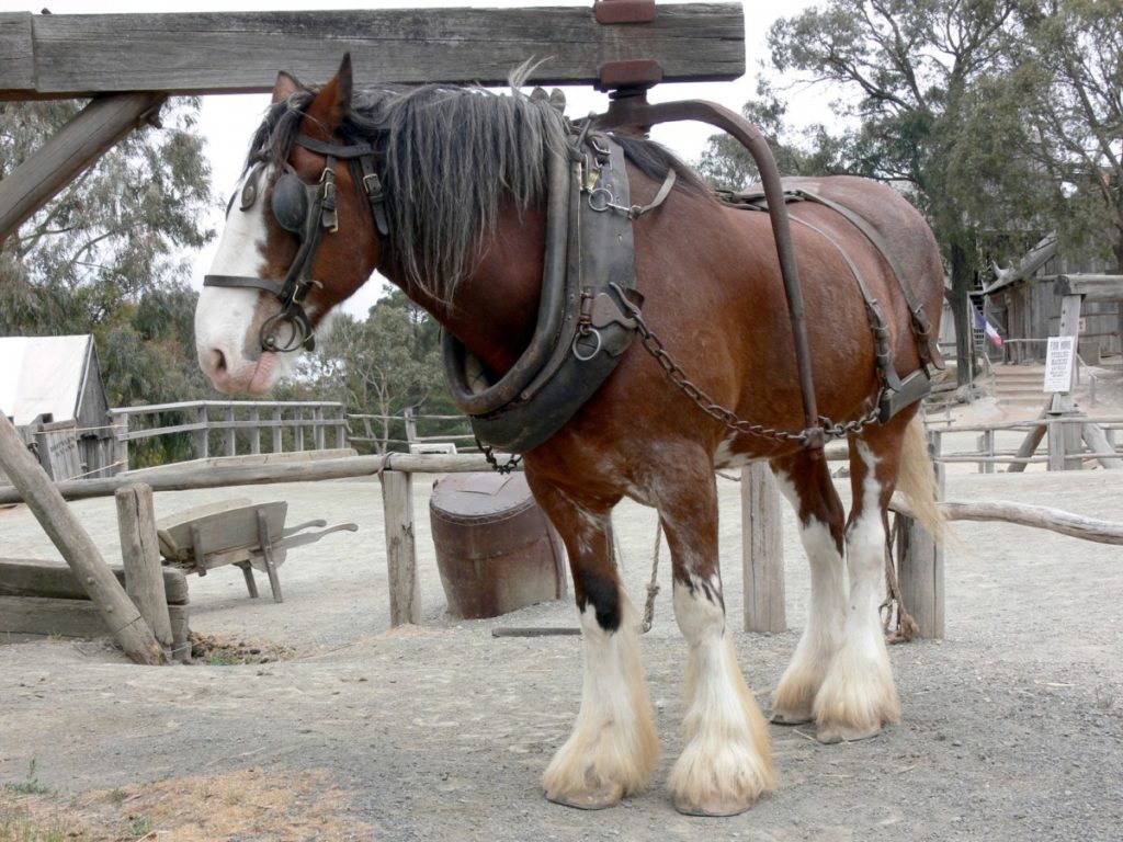 Cavallo Shire con Finimenti