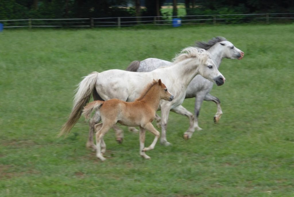 famiglia di welsh ponies