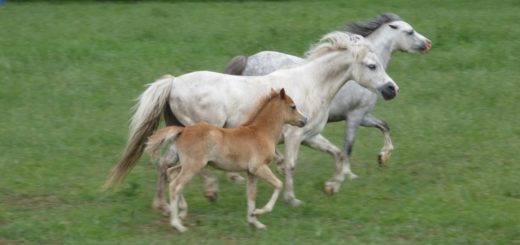 welsh pony