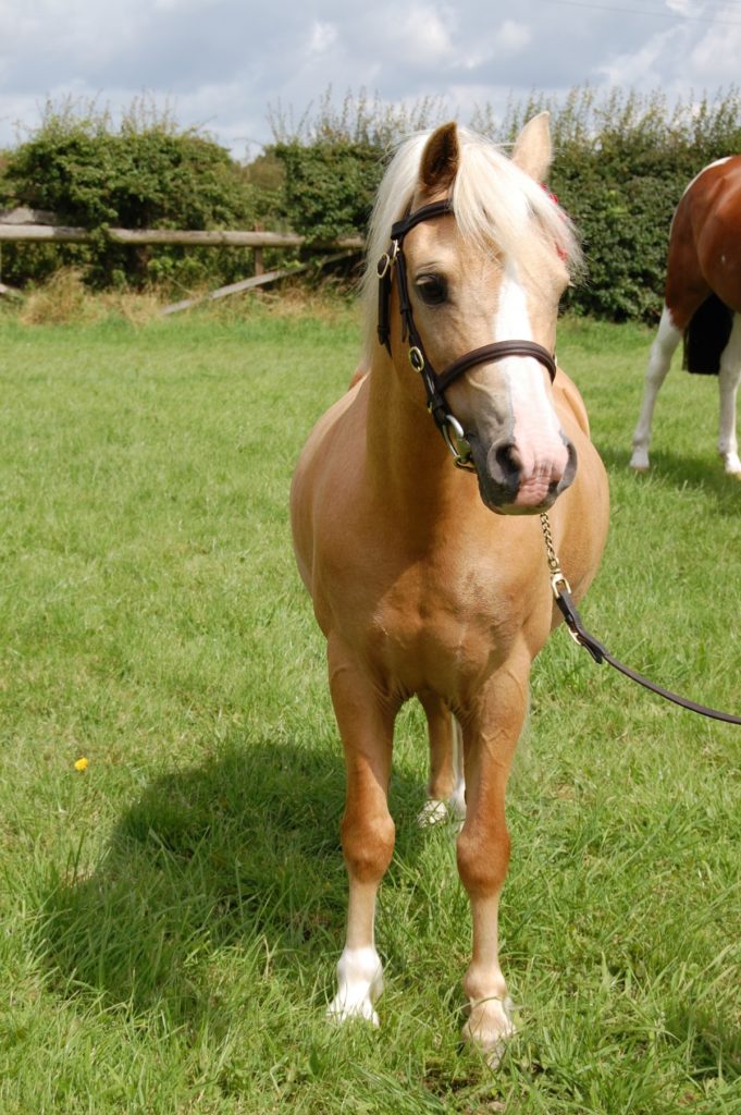 testa di welsh pony