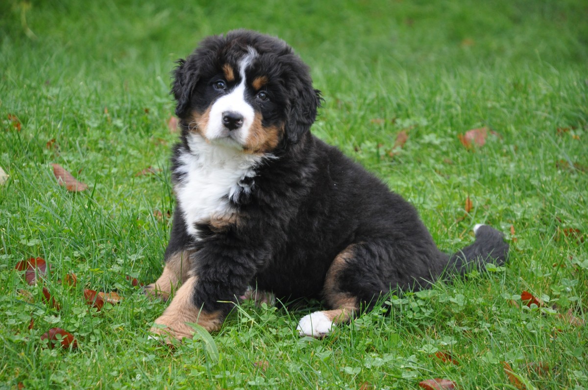 Bovaro del Bernese Carattere, storia e prezzo. Green