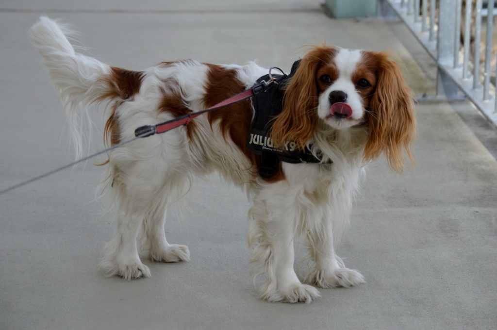 Cavalier king charles spaniel