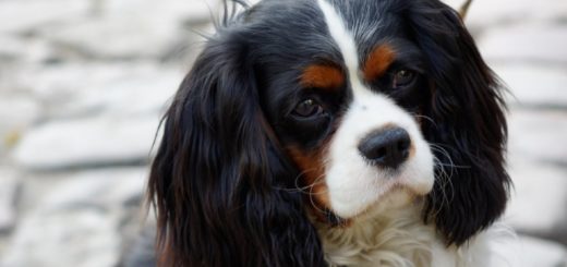 Cavalier king charles spaniel