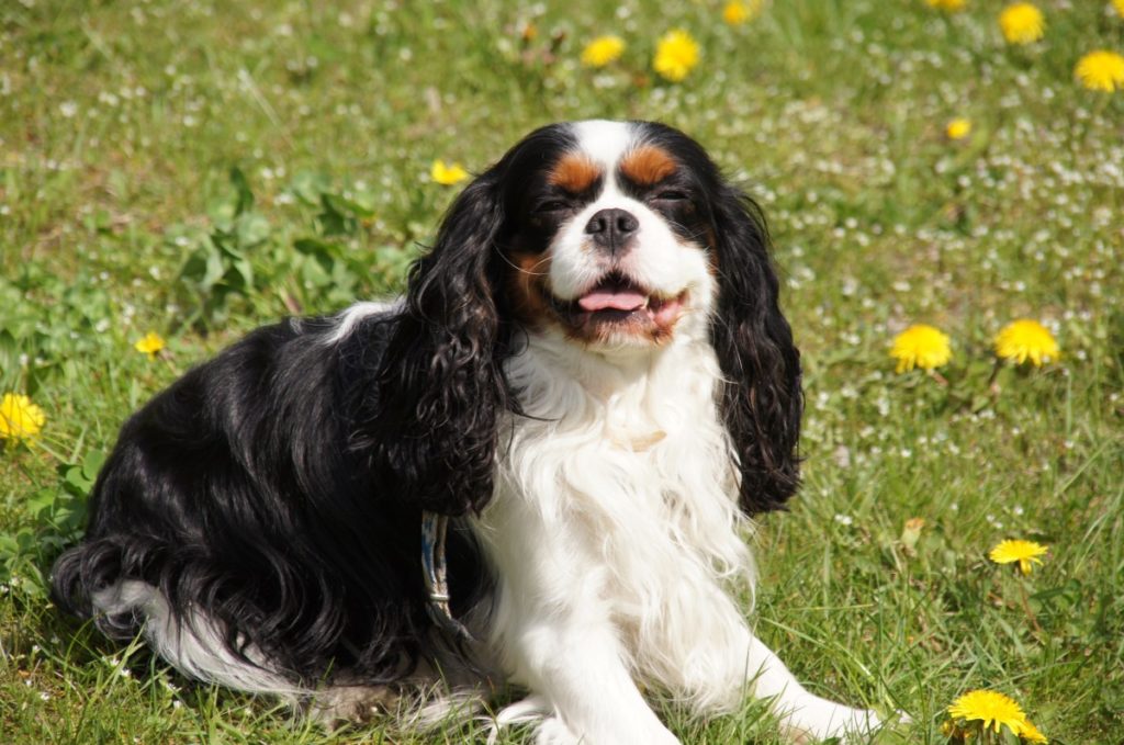 Cavalier king 