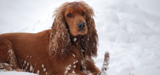 Cocker spaniel inglese