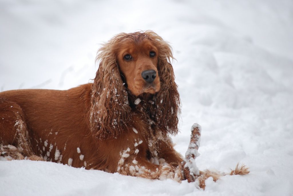 Cocker spaniel inglese