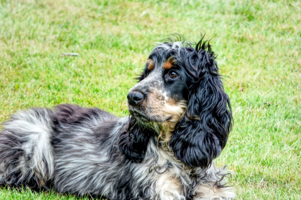 Cocker spaniel inglese focato