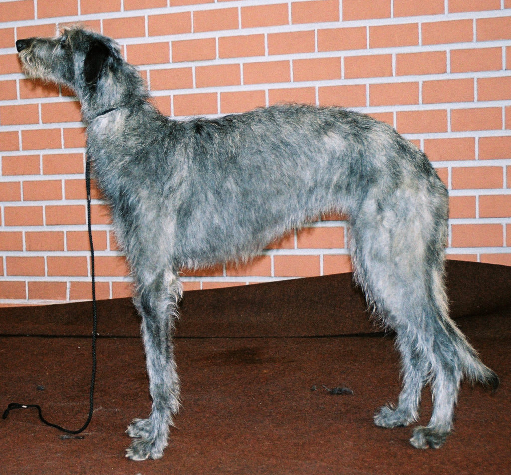 deerhound - levriero scozzese

