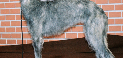 levriero scozzese o deerhound