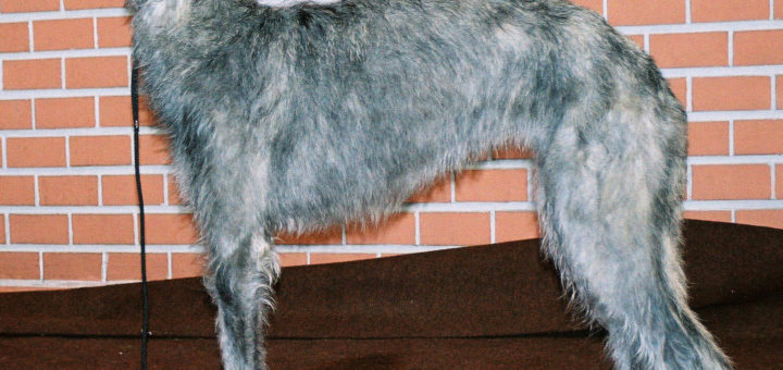 levriero scozzese o deerhound