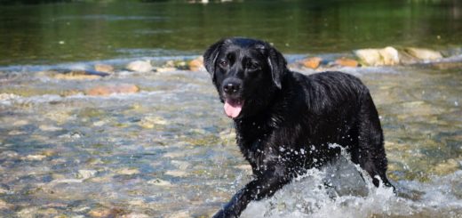 Flat coated retriever