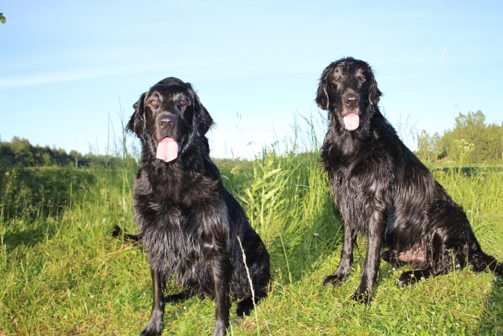 coppia Flat coated retriever