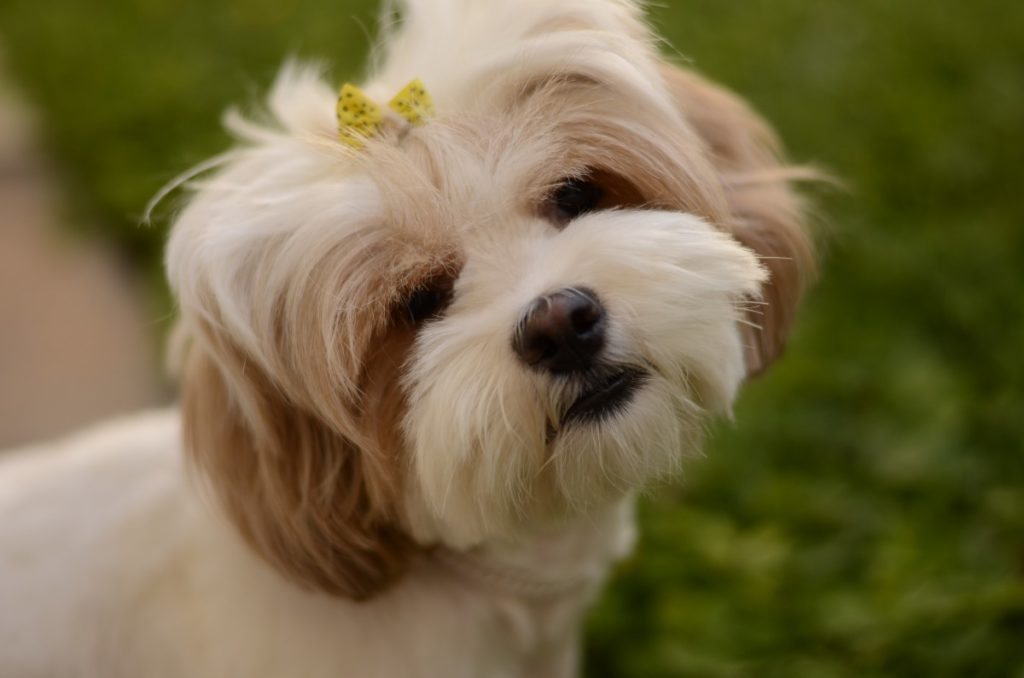 Lhasa apso