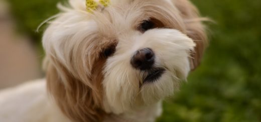 Lhasa Apso