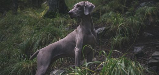 Weimaraner