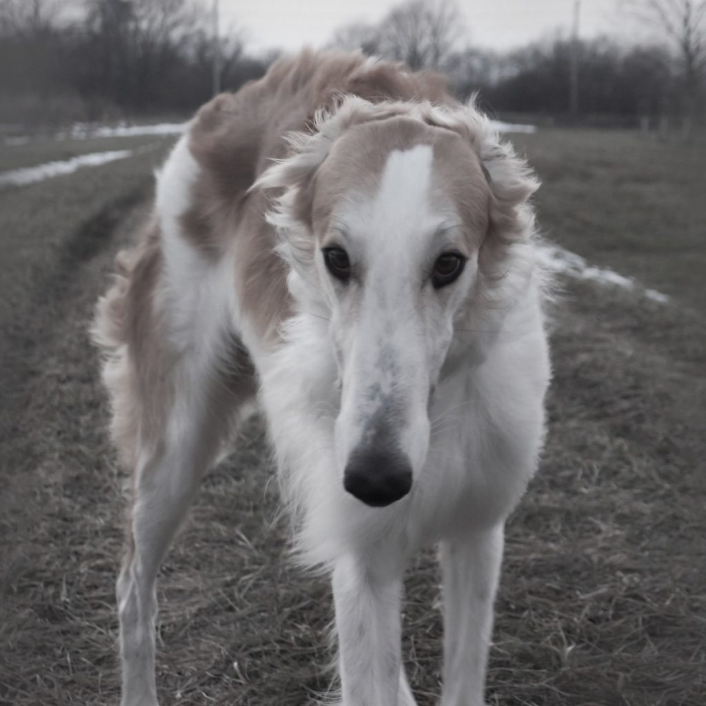 Borzoi, barzoi o levriero russo