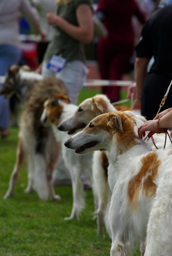 borzoi ad un'esposizione