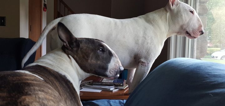 bull terrier