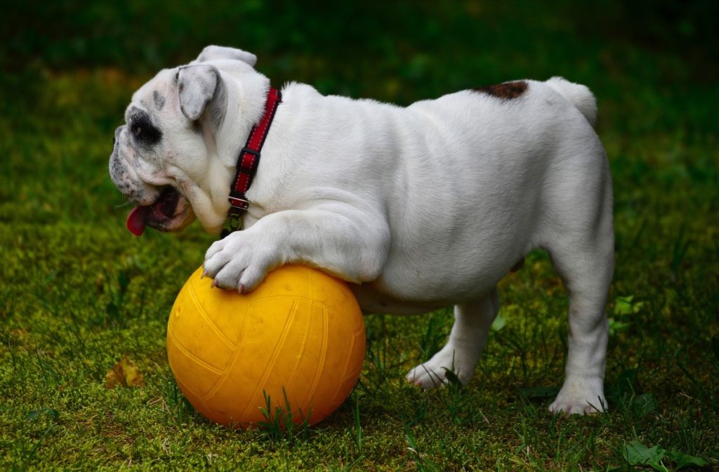 bulldog con palla