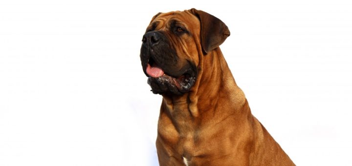 bulmastiff