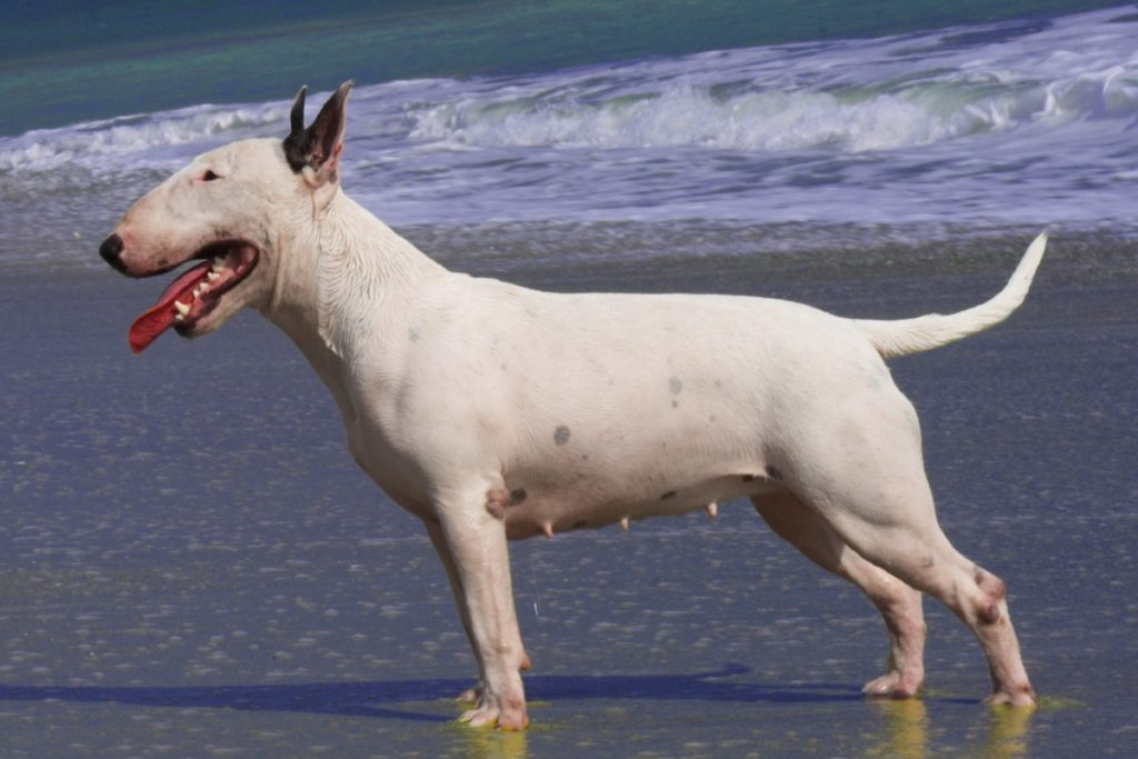 bull terrier bianco