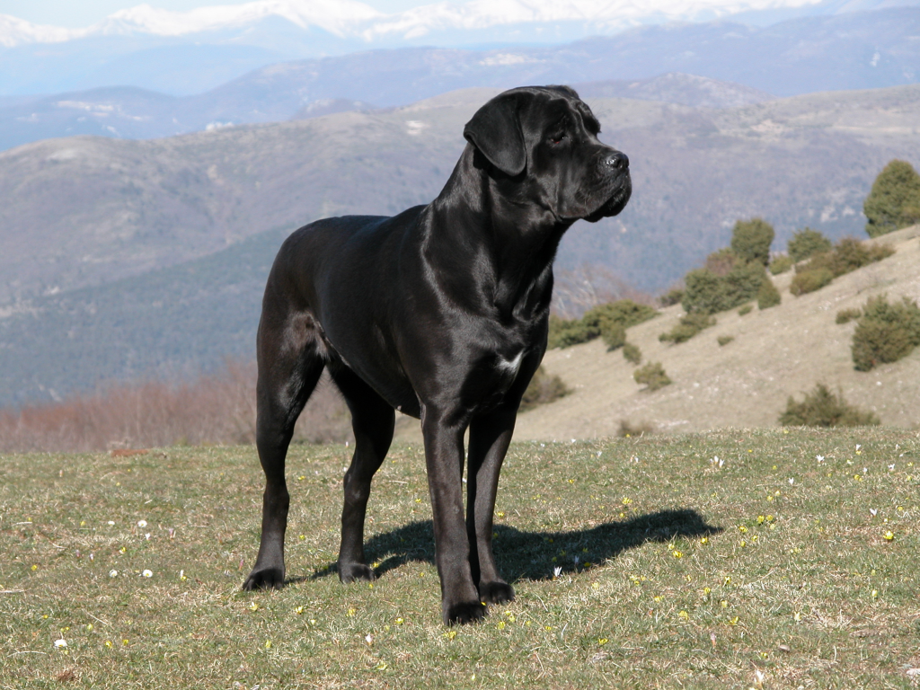 cane corso